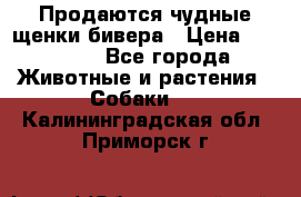 Продаются чудные щенки бивера › Цена ­ 25 000 - Все города Животные и растения » Собаки   . Калининградская обл.,Приморск г.